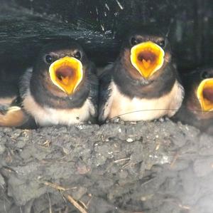 Barn Swallow