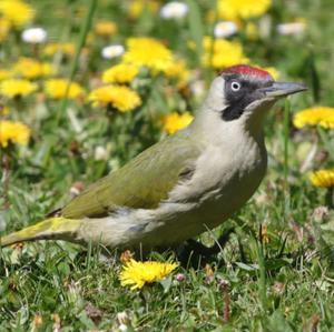 Eurasian Green Woodpecker