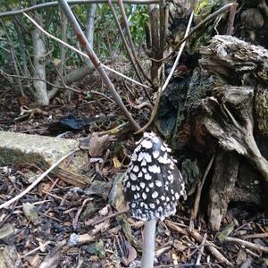 Magpie Ink-cap