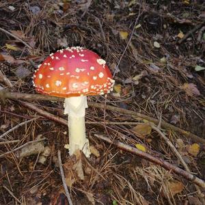 Fly Agaric