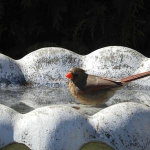 Northern Cardinal