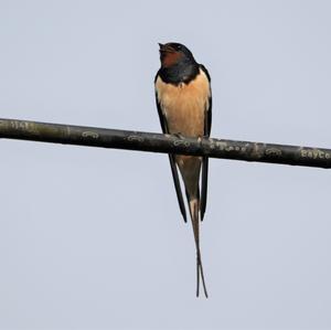 Red-rumped Swallow