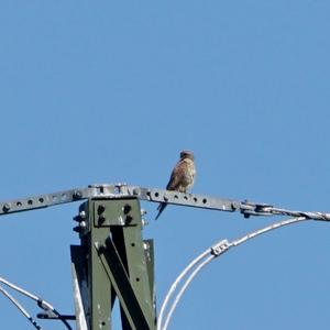 Common Kestrel