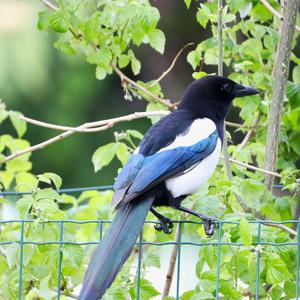 Black-billed Magpie