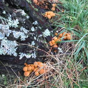 Scaly Pholiota