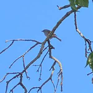 Garden Warbler