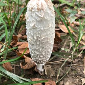 Shaggy Mane