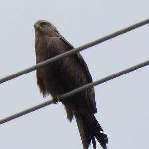 Black Kite