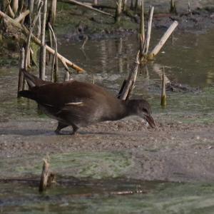 Common Moorhen