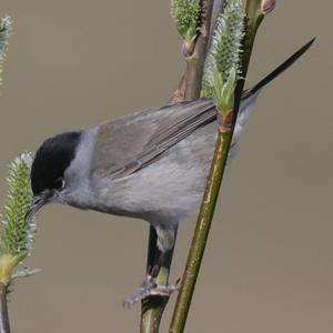 Blackcap