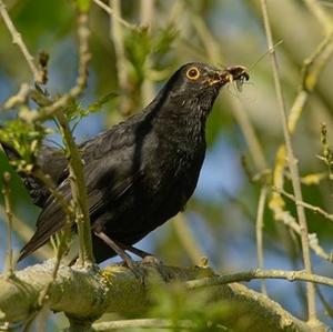 Eurasian Blackbird