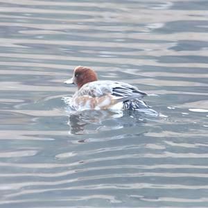 Eurasian Wigeon