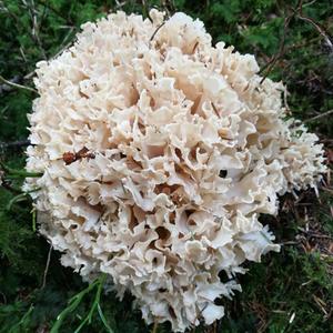 Eastern Cauliflower Mushroom