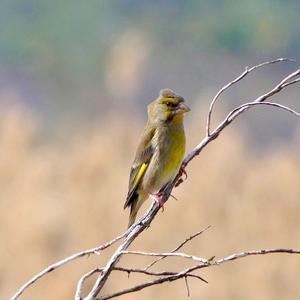 European Greenfinch