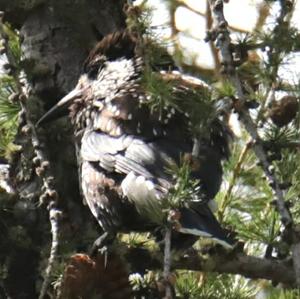 Spotted Nutcracker