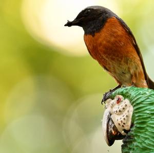 Common Redstart