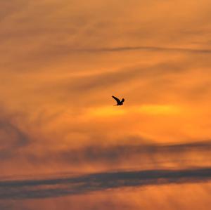 Common Kestrel