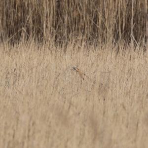 Great Bittern