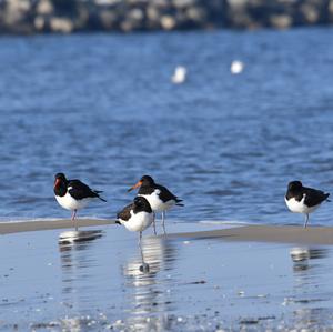 Eurasian Oystercatcher