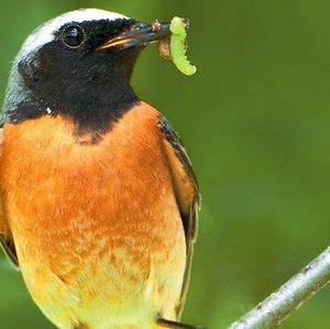 Common Redstart