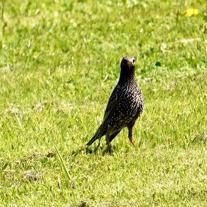 Common Starling