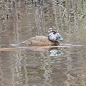 White-headed Duck