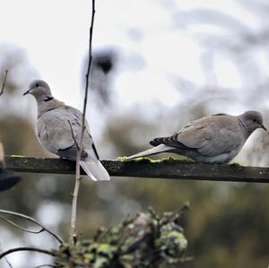 Eurasian Collared-dove