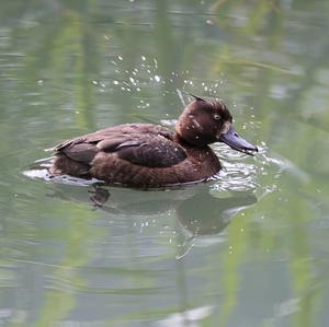 Tufted Duck