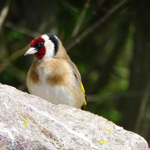 European Goldfinch