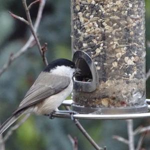 Marsh Tit