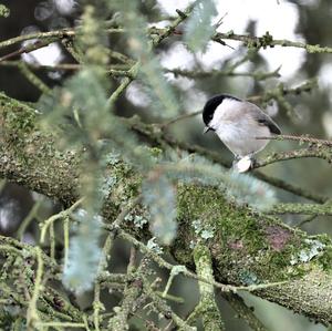 Marsh Tit
