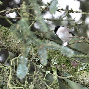 Marsh Tit