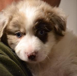 Australian Shepherd