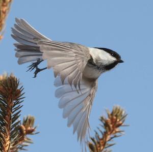 Willow Tit