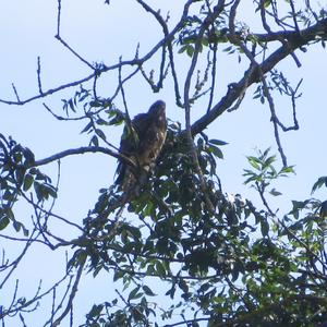 Common Buzzard