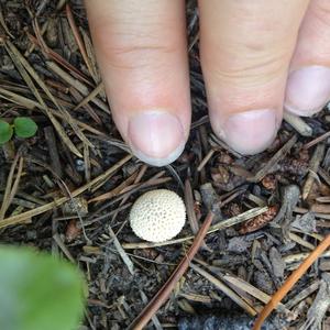 Gem-studded Puffball