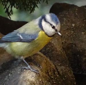 Blue Tit