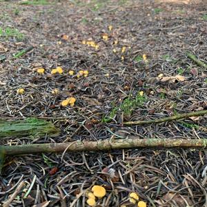 Chanterelle, Common