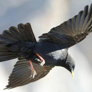 Yellow-billed Chough