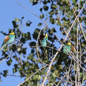 European Bee-eater