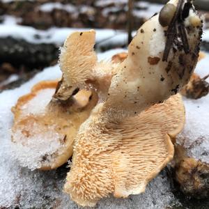 Hedgehog Fungus, Common