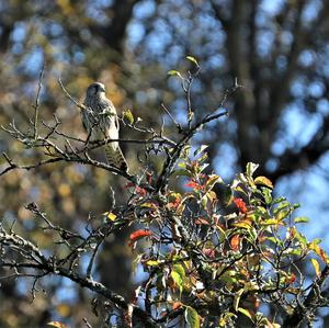 Common Kestrel