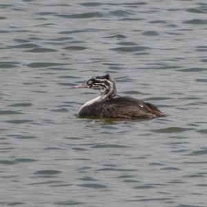 Great Crested Grebe