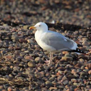 Herring Gull