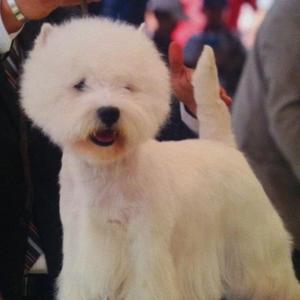 West Highland White Terrier