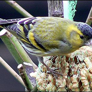 Eurasian Siskin