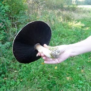 Meadow Agaric