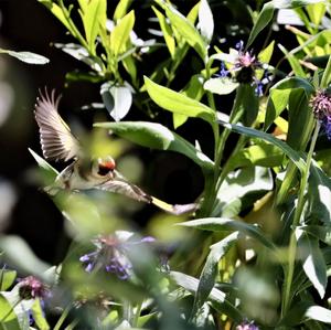 European Goldfinch