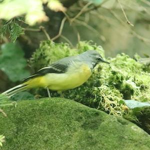 Grey Wagtail