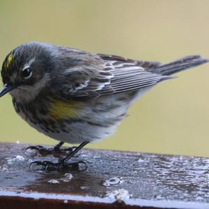 Yellow-rumped Warbler